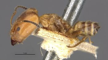 Media type: image;   Entomology 21340 Aspect: habitus lateral view